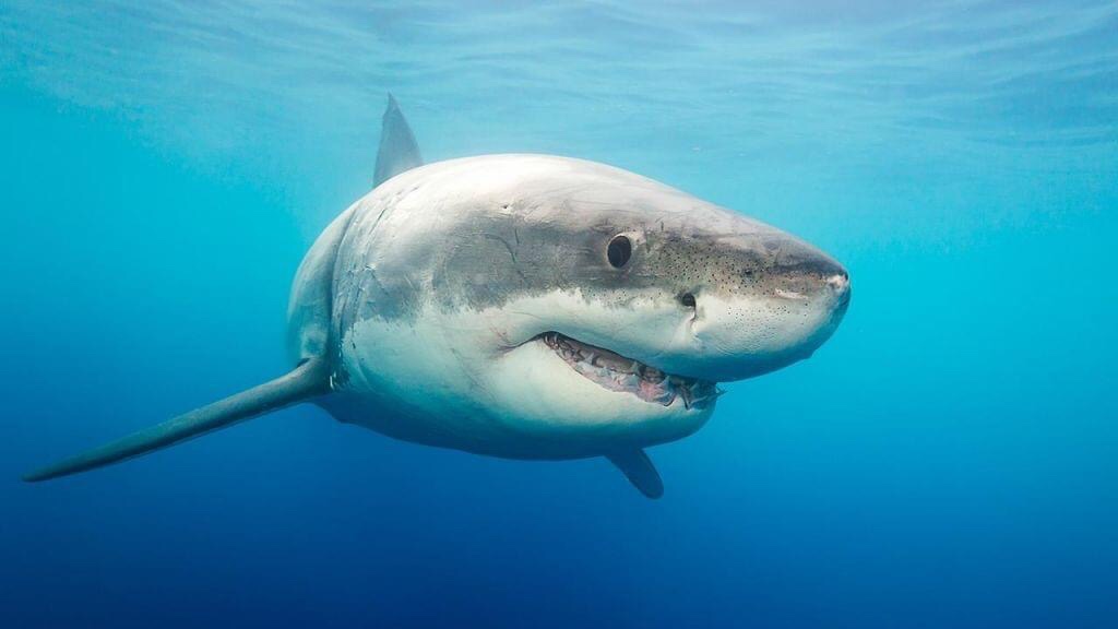 E rrallë! Kapet peshkaqeni i madh në Durrës, peshon 650 kg