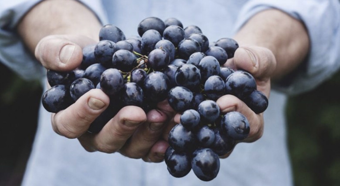 Hani më shumë nga ky frut popullor për të shëruar zorrët dhe ulur kolesterolin