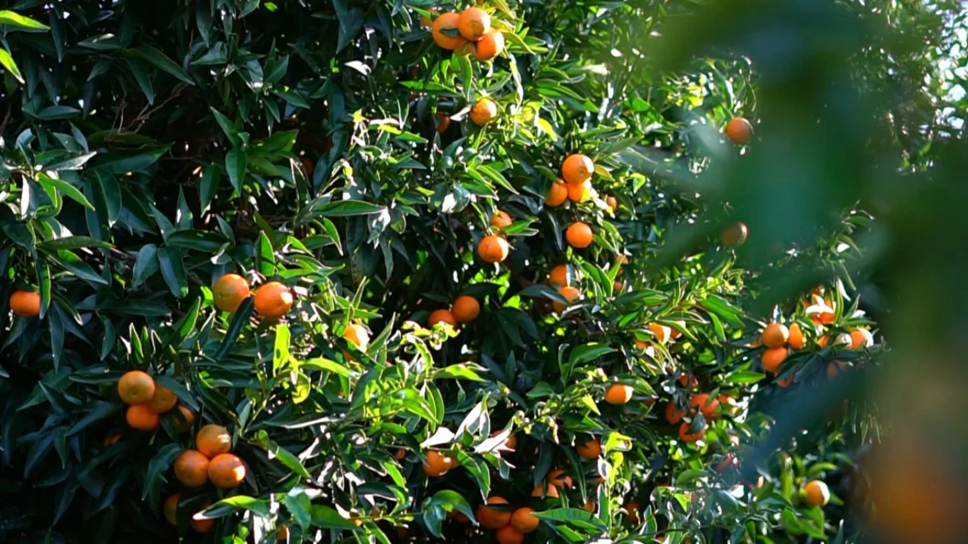 Mandarinat e Shqipërisë rrezikojnë bojkotim, kjo është arsyeja e ndalimit të tyre