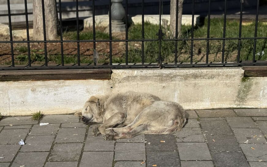 Qentë endacakë pushtojnë qytetin e Pejës