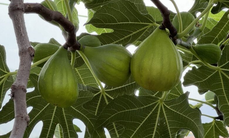 Mos e mbillni këtë frut afër shtëpisë tuaj, mund t’ju shkaktojë probleme të mëdha