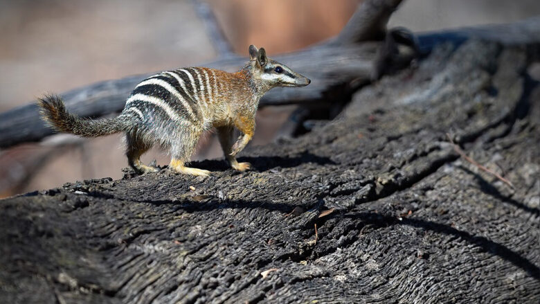 E rrallë, plot ngjyra dhe magjepsëse: Numbat – krijesa që të rrëmben zemrën