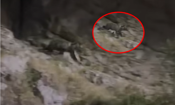 Një ari shfaqet në Pejë, pamje