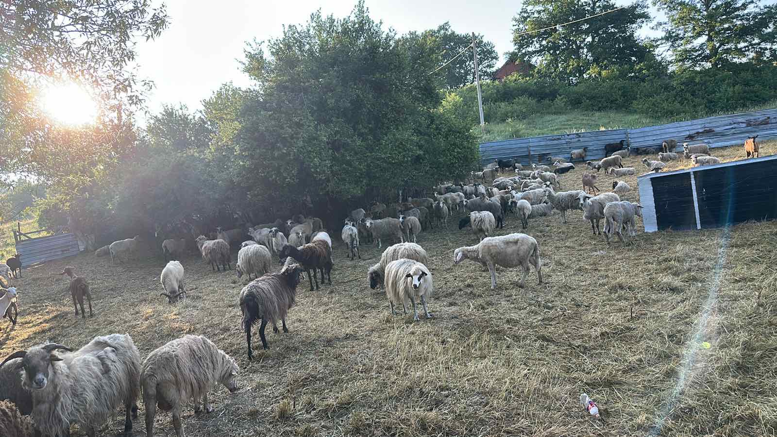 Pse therret kurban për festë dhe pse quhet Kurban Bajrami?