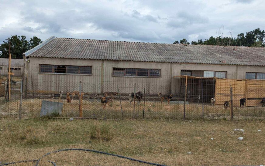 AUV: Mbyllen dy strehimore të qenve në Ferizaj