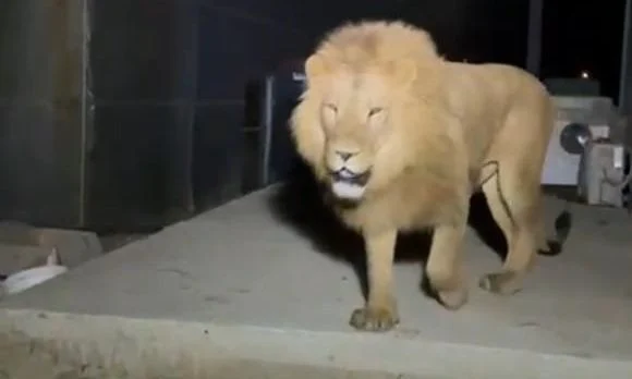 Tmerr në Antalia, luani del nga kafazi dhe sulmon një familje në park