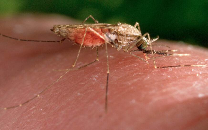OBSh-ja paralajmëron për përhapjen e virusit chikungunya