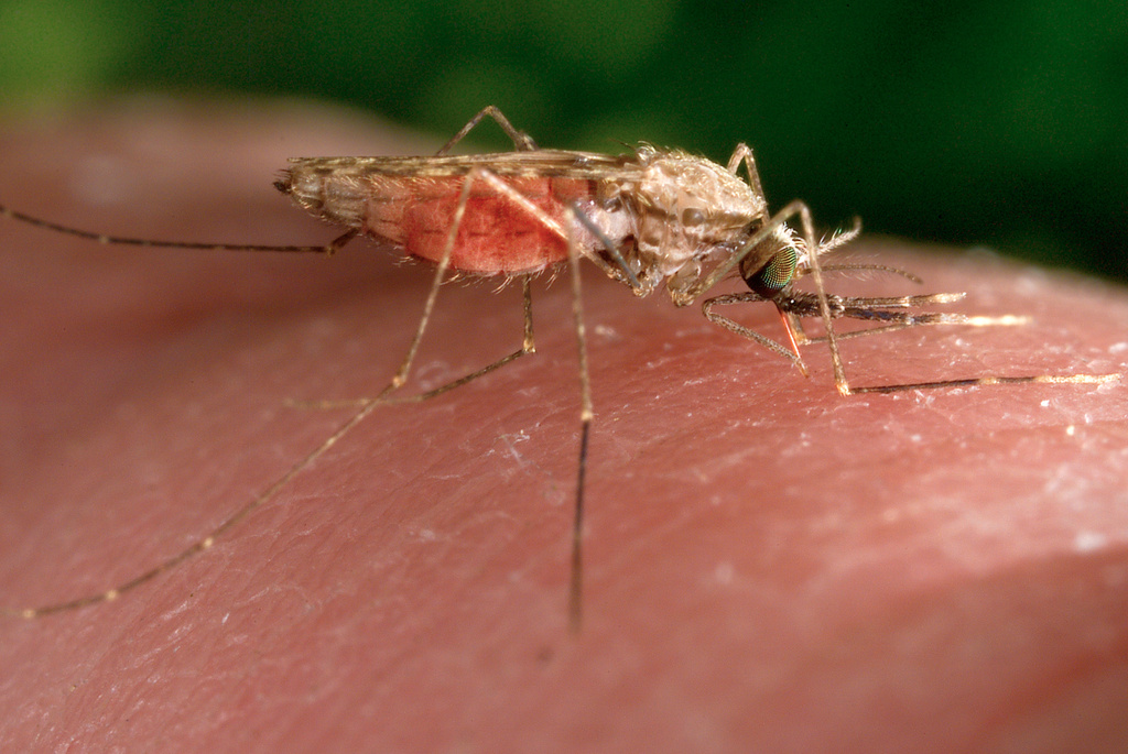 OBSh-ja paralajmëron për përhapjen e virusit chikungunya