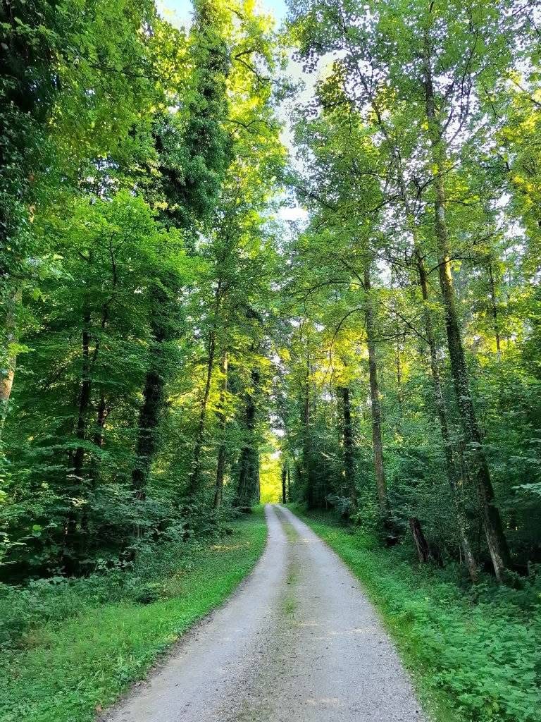 Magjia e natyrës: një rrugë e fshehur në zemër të gjelbërimit