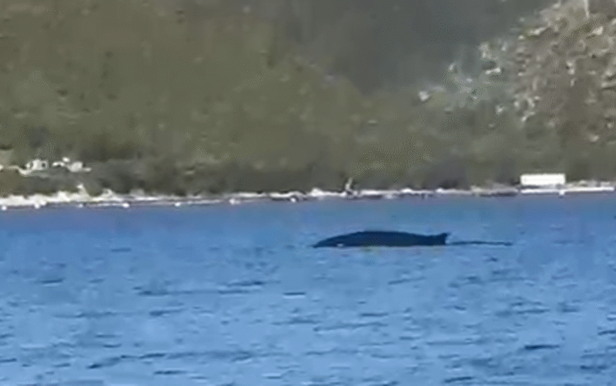 Balena shfaqet në ujërat e gjirit të Vlorës