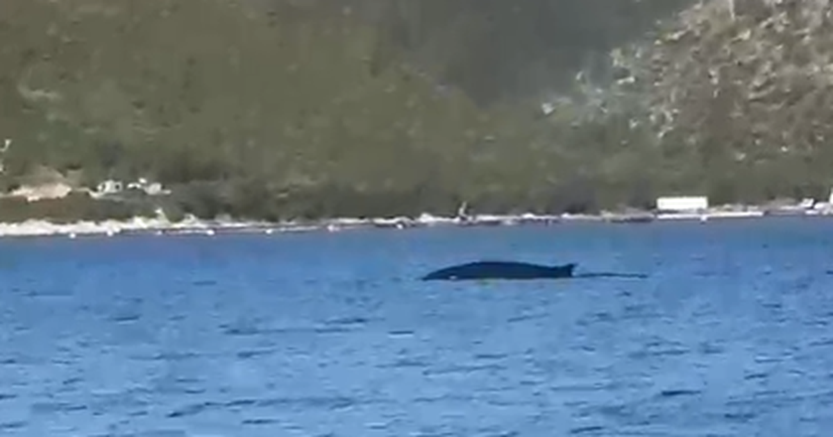 Balena shfaqet në ujërat e gjirit të Vlorës