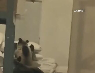 Në fshatin Bellobrod të Dragashit, dy arinj kanë hyrë në një depo (VIDEO)