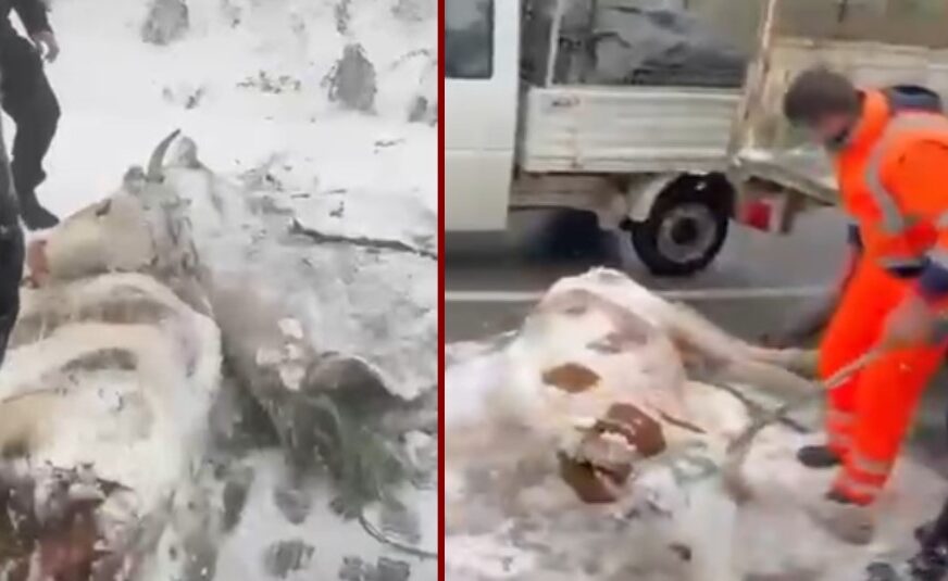 Lopë të mërdhira, borë dhe ngrica, shpëtohen bagëtitë në bjeshkët e Istogut (Pamjet)