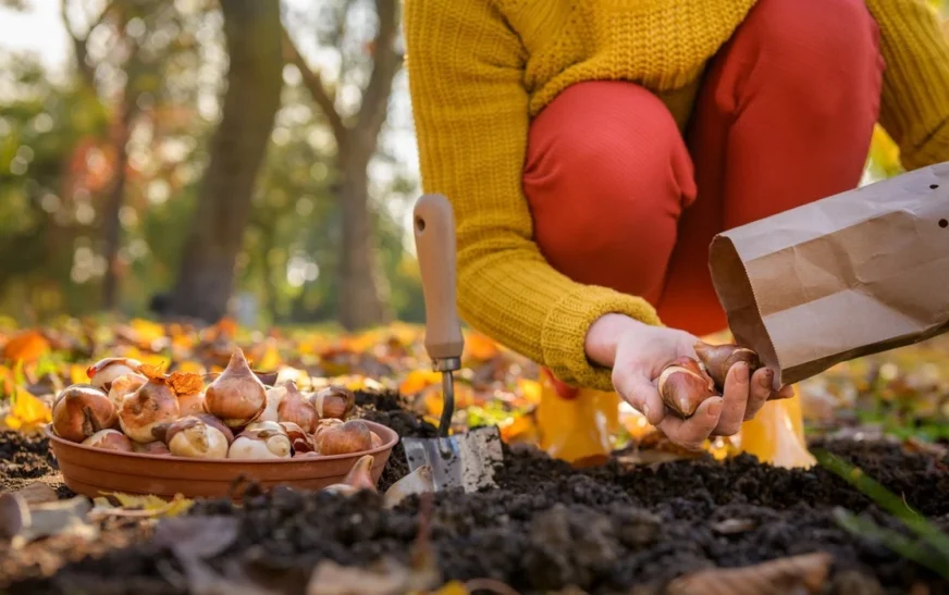Mbilleni tani këtë lule të mrekullueshme – në pranverë kopshti juaj do të rrezatojë ngjyra e jetë!