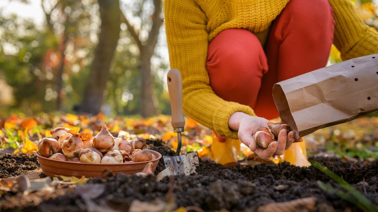 Mbilleni tani këtë lule të mrekullueshme – në pranverë kopshti juaj do të rrezatojë ngjyra e jetë!