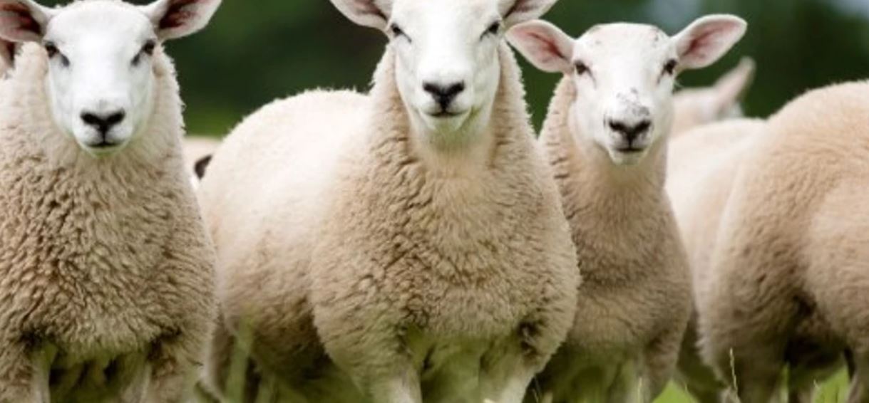 AUV kthen në Shqipëri 485 dele dhe 25 qingja të ndaluara në territorin e Kosovës