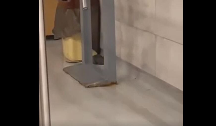 Miu “shëtitet” nëpër Mensë të Studentëve (VIDEO)