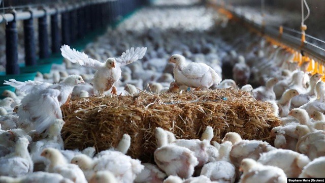 Kosova ndalon importin e shpezëve dhe produkteve të tyre nga Italia