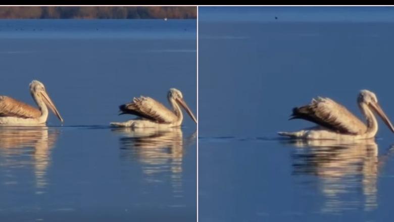 Video-kartolinë nga Liqeni i Shkodrës, Rama: Pelikani dalmat drejt listës së Biosferës së UNESCO-s
