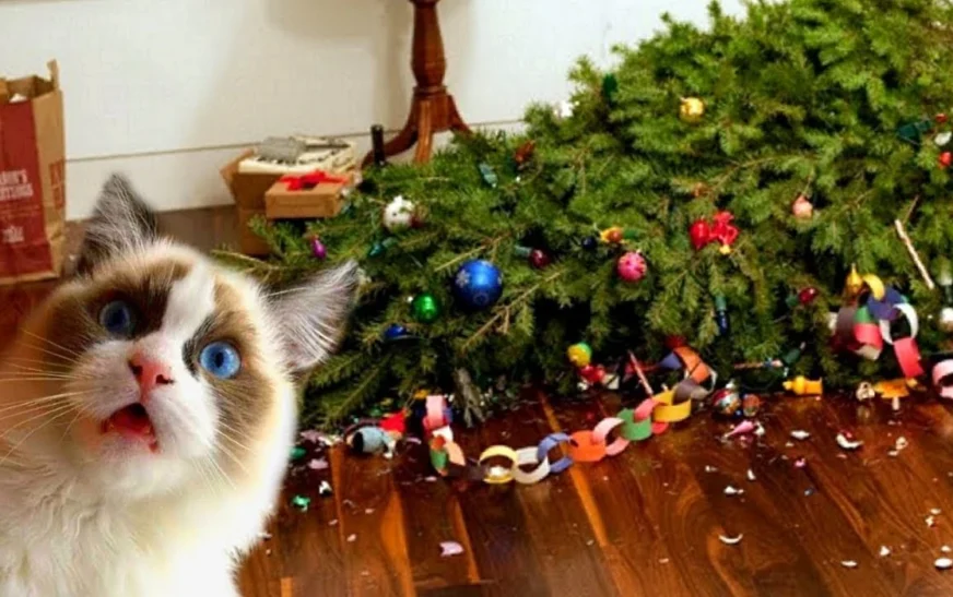 si-ta-shpetoni-bredhin-e-vitit-te-ri-nga-macja:-2-truke-te-thjeshta-qe-funksionojne-vertet