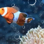 si-ta-nderroni-sakte-ujin-dhe-ta-rregulloni-filtrin-per-te-shmangur-nje-semundje-te-rrezikshme-te-peshqit