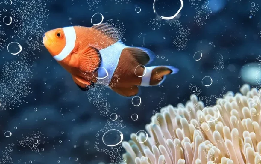 Si ta ndërroni saktë ujin dhe ta rregulloni filtrin për të shmangur një sëmundje të rrezikshme te peshqit