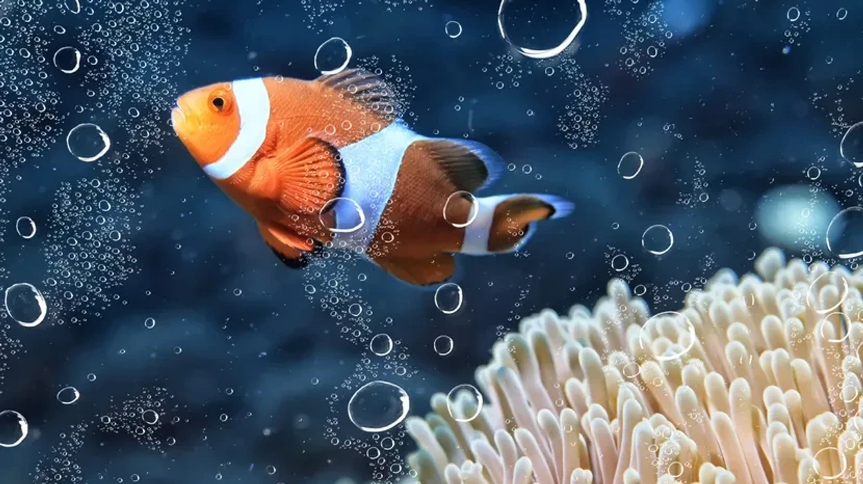 Si ta ndërroni saktë ujin dhe ta rregulloni filtrin për të shmangur një sëmundje të rrezikshme te peshqit