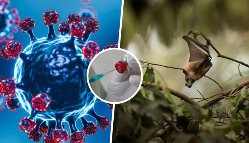 Nga India drejt botës? Çfarë duhet të dini për virusin Nipah