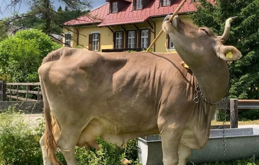 Lopa që po mahnit shkencëtarët me mënyrën si po i përdorë pajisjet