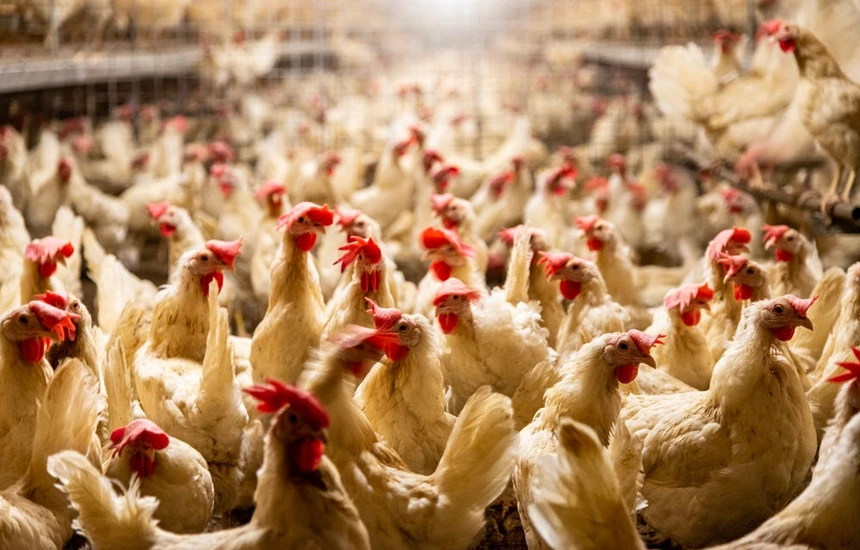 Kosova ndalon importin e shpezëve dhe produkteve të tyre nga disa regjione të Polonisë