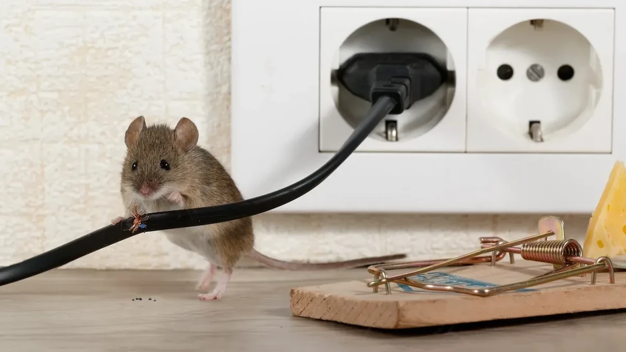 Jo vetëm ushqimi: Këto sende në shtëpi tërheqin minjtë