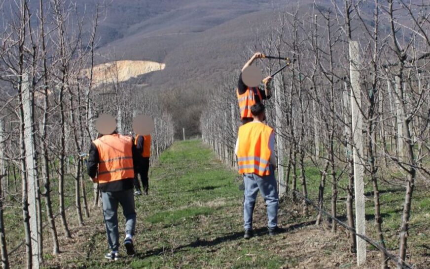 Të burgosurit nisin krasitjen e mollëve në Dubravë