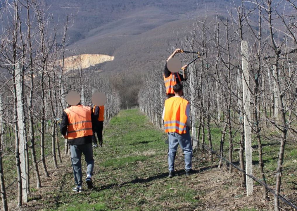 Të burgosurit nisin krasitjen e mollëve në Dubravë
