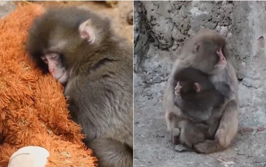 Ai u bë viral pasi u braktis nga nëna e tij – tani majmuni i vogël ka “një familje të tij”