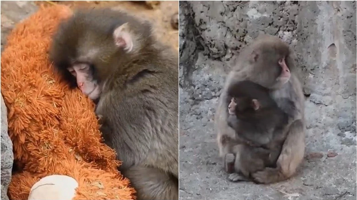 Ai u bë viral pasi u braktis nga nëna e tij – tani majmuni i vogël ka “një familje të tij”