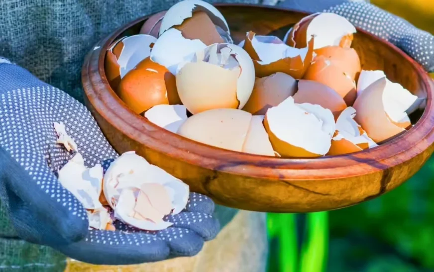 Pse duhet të vendosni lëvozhga të vezëve tek të mbjellat e juaja