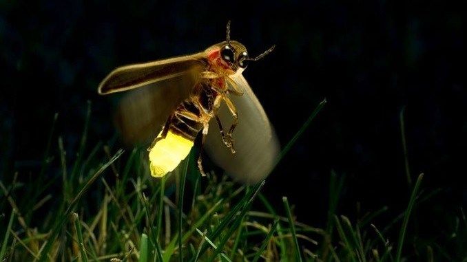 Xixëllonjat në zhdukje: Brezi ynë mund të jetë i fundit që i sheh