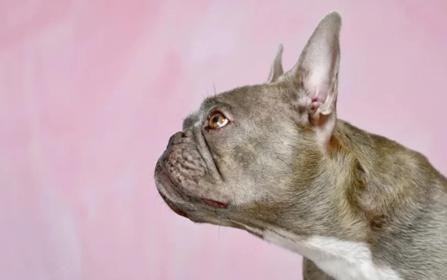 “te-lezetshem”,-por-me-vuajtje:-qente-me-rrezik-per-frymemarrje