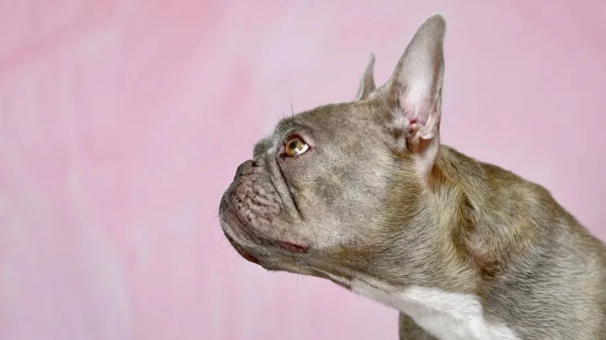 “Të lezetshëm”, por me vuajtje: Qentë me rrezik për frymëmarrje