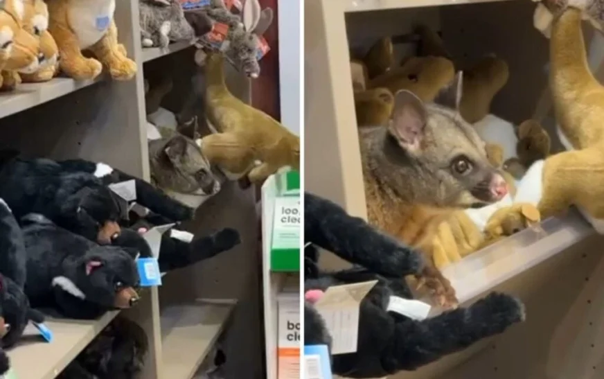 Një kafshë futet në mesin e lodrave të një dyqani në aeroport