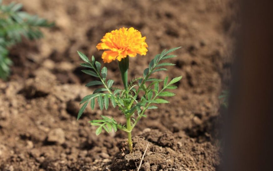 Rama me fëmijët e Prishtinës mbledhin lule në ditën e parë të Pranverës