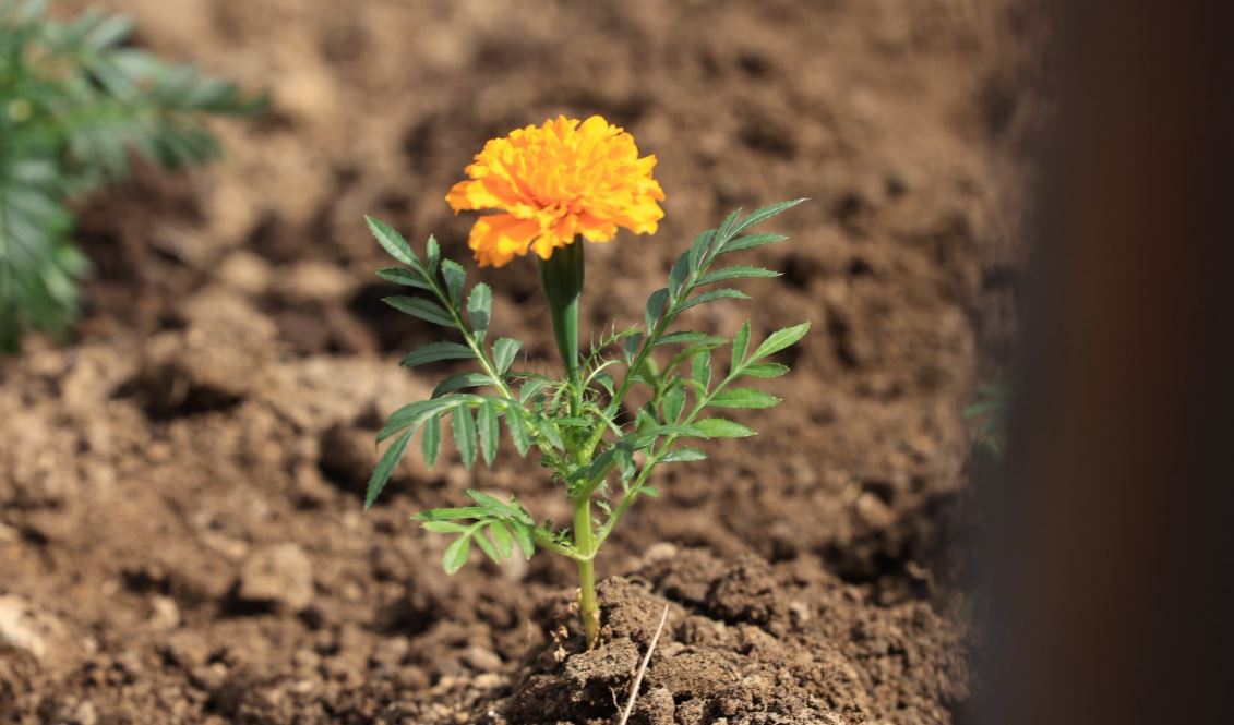 Rama me fëmijët e Prishtinës mbledhin lule në ditën e parë të Pranverës