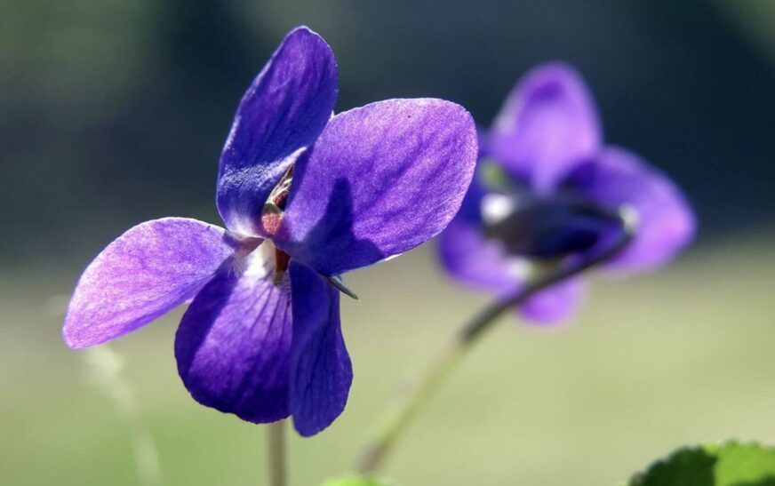 Lulja e vjollcës, simbol i pranverës dhe i Ditës së Verës