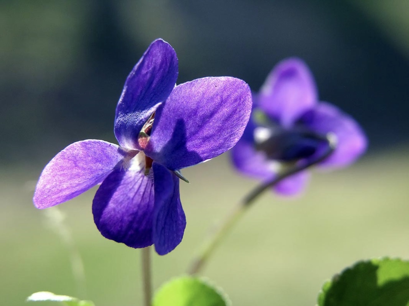 Lulja e vjollcës, simbol i pranverës dhe i Ditës së Verës