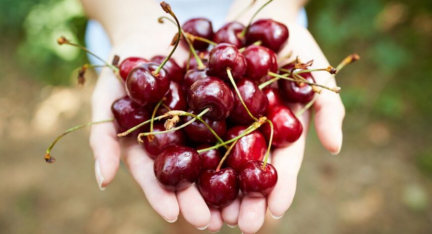 Shtatë arsye që të hani sa më shumë qershi