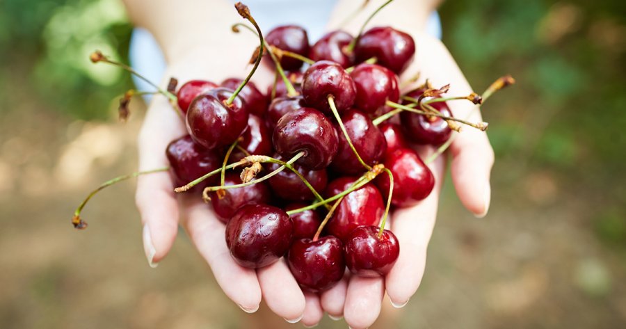 Shtatë arsye që të hani sa më shumë qershi