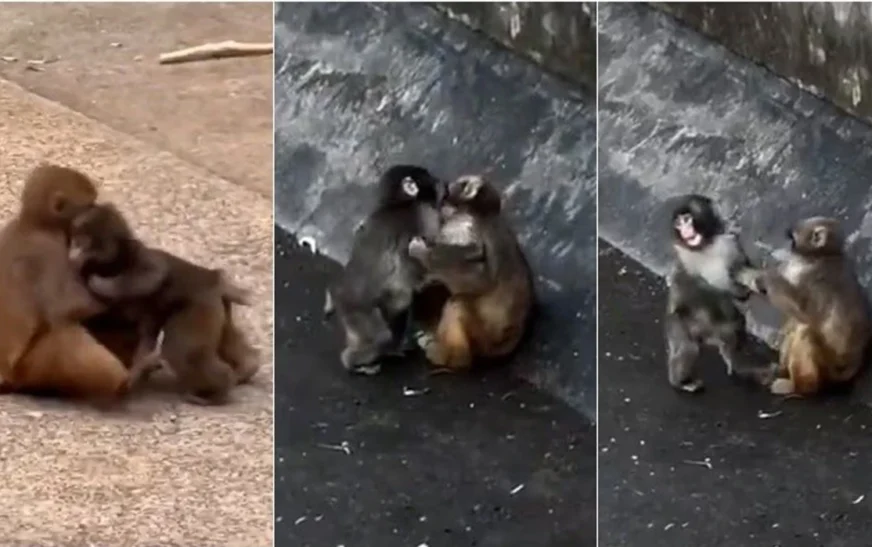 Dikur ‘majmuni i vetmuar’, tanimë duket se ka gjetur lumturinë e tij – është ‘kapur duke u puthur me shoqen e tij’