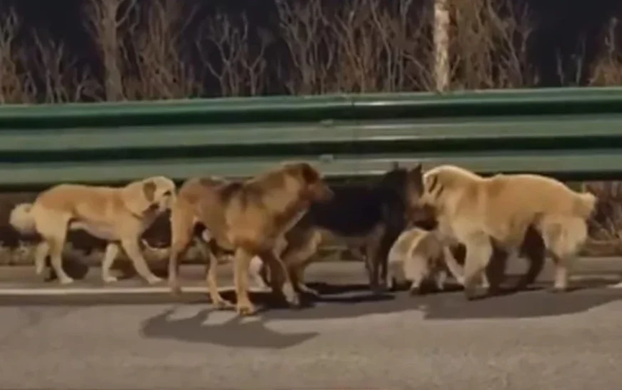 “Shtatë qentë e vjedhur që u arratisen dhe u kthyen në shtëpi” – mrekulli apo një histori e sajuar?