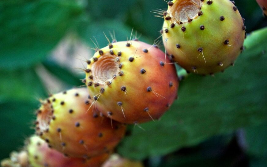 Vlerat ushqyese të fikut të detit