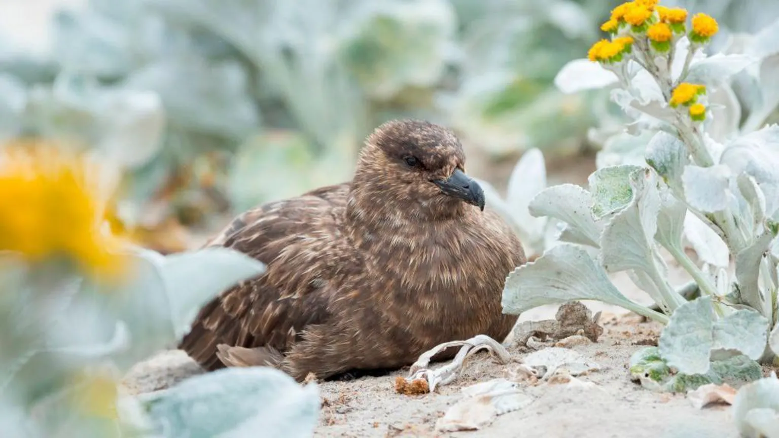 Australia konfirmon rastin e parë të gripit të shpendëve H5N1, virusi arrin në çdo kontinent
